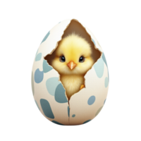 A small chick peeking out from an egg shell png
