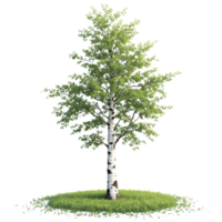 A tree is shown in the middle of a grassy field png