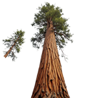 A large tree with a smaller tree next to it png
