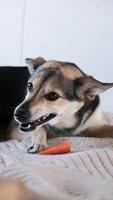 A close-up dog eats carrots on bed at home and showing teeth protecting it. Copy space. The concept of natural feeding. vertical video