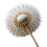 serene modern Close-up of a single dandelion seedhead original png