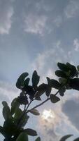 sky and tree, Sunlight shining through the leaves of a tree. Green leaves on a summer day with a blurred background of sunlight. video