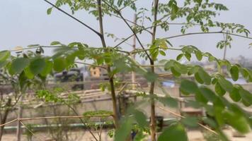 green tree in the garden, Moringa oleifera medicinal leaves on the tree. Moringa oleifera leaf stalks. Moringa tree stalks close up against blurred background. video