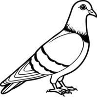 Realistic Pigeon Line Art Urban Bird Sketch for eps Illustrations vector