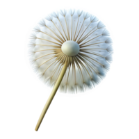 magnificent abstract Single dandelion seed head professional png