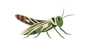 A detailed illustration of a grasshopper with vibrant patterns perfect for educational materia png
