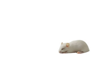 A serene white rodent curled up in a peaceful slumber ideal for themes of rest tranquility a png