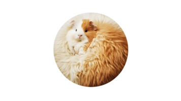 Adorable Guinea Pig with Fluffy Fur in a Circular Frame png
