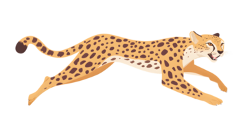 Agile Spotted Feline in Motion A Dynamic Illustration of a Running Big Cat with Detailed Fur P png