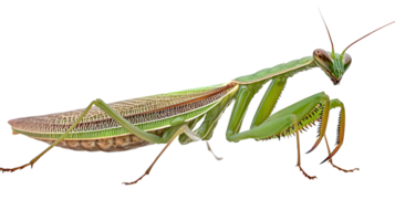 Closeup of a Praying Mantis Insect on Black Background png