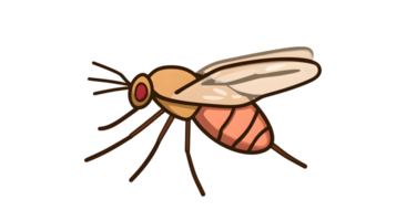 Detailed Illustration of a Flying Insect with Transparent Background for Design Projects png
