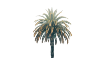 A majestic palm tree with lush fronds against a black background ideal for tropical themes and png