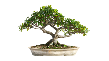A meticulously crafted miniature tree in a shallow container showcasing lush green foliage and png
