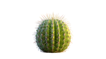 A vibrant green cactus with sharp spines against a black background ideal for nature and botan png
