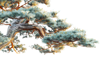 Closeup of a tree branch with textured bark and delicate needles against a black background png