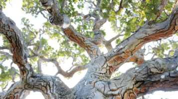 Closeup view of tree bark texture with foliage overhead png