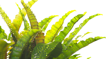 Vibrant Green Leaves with Dew Drops Nature Background Texture for Design png