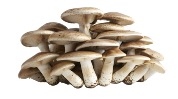 Cluster of Edible Mushrooms with Detailed Gills and Stems Perfect for Culinary Botanical and png