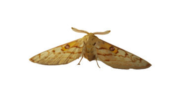 Intricate Wing Patterns of a Moth with Detailed Texture and Natural Coloration for Nature Sc png