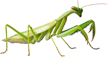 A detailed closeup of a vibrant green insect with long antennae and powerful front legs ideal png