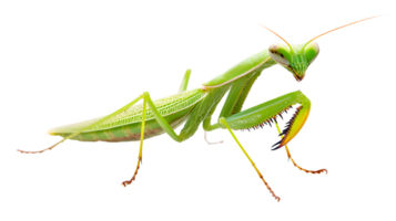 A vibrant green insect with long antennae and powerful front legs poised for action against a png