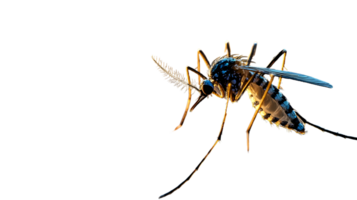 Detailed CloseUp of a Flying Insect with Intricate Patterns and Vibrant Colors on a Black Back png