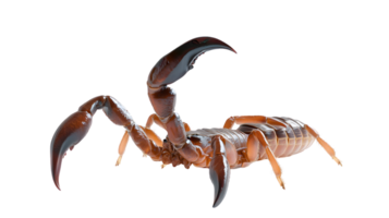 Detailed CloseUp of a Scorpion with Sharp Claws and Curved Tail Ideal for Wildlife Science png