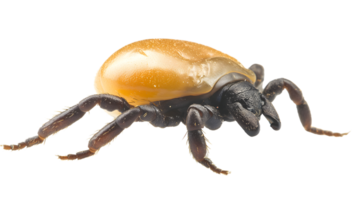Detailed CloseUp of a Small Arthropod with Transparent Shell and Visible Legs for Educational png