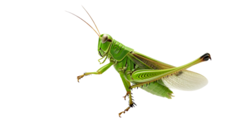Detailed CloseUp of a Vibrant Green Insect with Extended Wings on a Black Background Ideal fo png