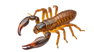 Detailed CloseUp of a Venomous Arachnid with Sharp Claws and Segmented Body on Black Backgroun png