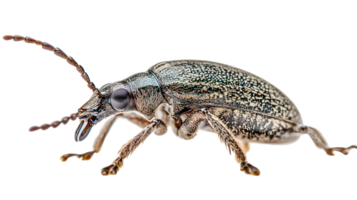 Detailed CloseUp of an Insect with Intricate Patterns and Textures Ideal for Nature Studies a png