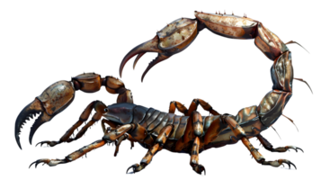 Detailed View of a Scorpion with Pronounced Claws and Segmented Body Ideal for Wildlife Scien png