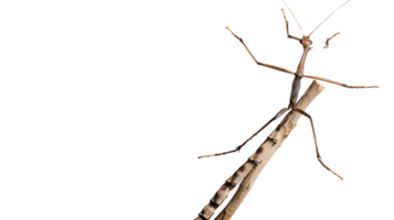 Insect on a Branch A Detailed CloseUp of Natures Camouflage in High Contrast Against Black B png