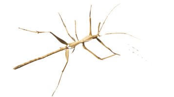 Insect Skeleton with Extended Appendages on Black Background png
