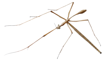 Insect with elongated legs and antennae detailed closeup for nature studies and educational c png
