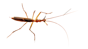 Insect with Long Antennae and Detailed Body on Black Background Perfect for Nature Studies and png