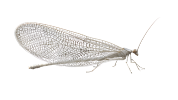 Insect with Intricate Wings Displaying Detailed Veins and Patterns on a Black Background png
