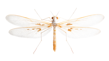 Insect with delicate wings and intricate patterns perfect for nature studies and educational c png