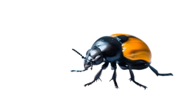 Insect with striking black and orange exoskeleton detailed closeup for nature enthusiasts and png