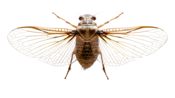 Insect with Transparent Wings on a Black Background Detailed CloseUp of a Flying Creature png