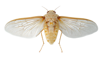 Insect with Transparent Wings on a Black Background Detailed CloseUp of a Winged Creature Na png