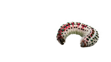 Intricate Caterpillar with Vibrant Colors and Unique Patterns on a Black Background png