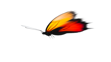 Vibrant Butterfly in Flight with Gradient Wings Perfect for Nature and Design Projects png