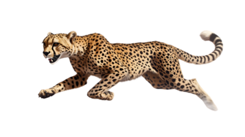 A majestic spotted feline in midstride showcasing its agility and grace against a stark backg png