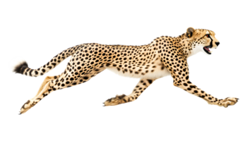 A spotted feline in midstride showcasing its agility and power against a stark backgroun d png