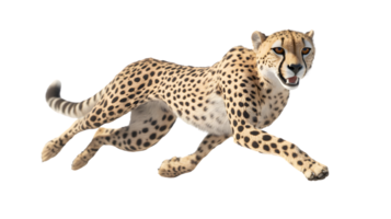 Agile Cheetah in Motion A Dynamic Display of Speed and Grace Perfect for Wildlife Nature an png