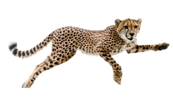 Agile Feline in Motion A Stunning Display of Speed and Grace Captured MidStride with Detaile png