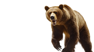Fierce Wild Animal Roaring with Sharp Teeth and Muscular Build Ideal for Wildlife Nature and png