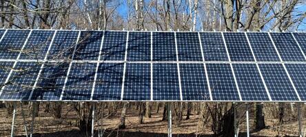 A row of solar panels stands amidst tall trees in a forest, capturing sunlight to generate renewable energy. The clear blue sky enhances the scene's natural beauty photo