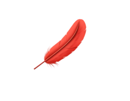 Red feather isolated on transparent background png